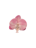 Pink Orchid Hair Clip/ Safety Pin Brooch