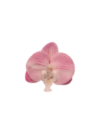Pink Orchid Hair Clip/ Safety Pin Brooch - Angel Ruche